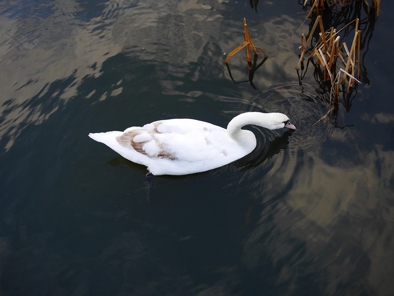 swan pond bird free photo