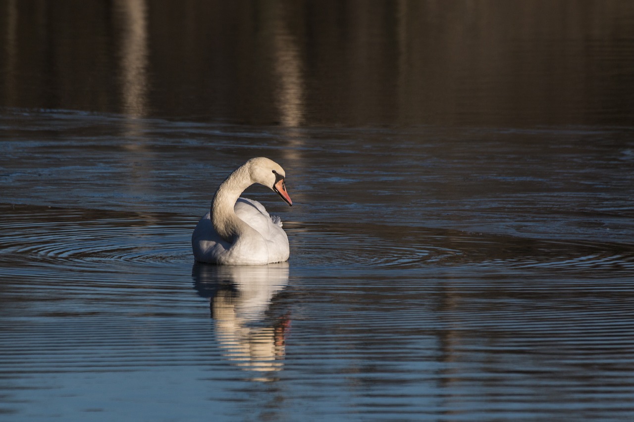 swan animal bird free photo