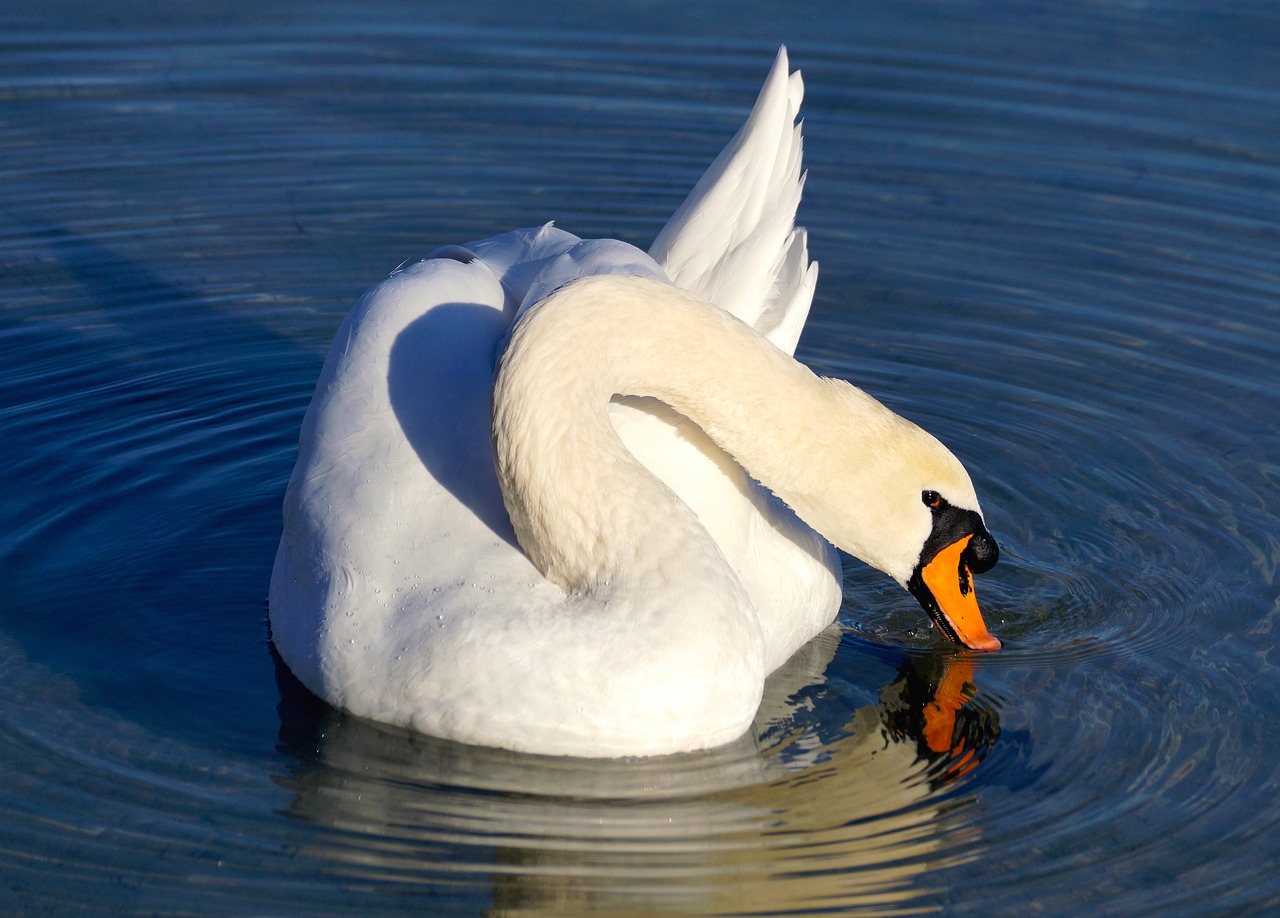swan white water free photo