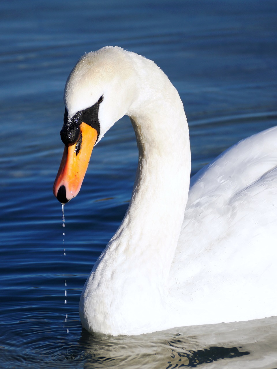 swan white water free photo