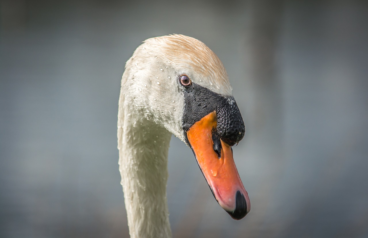 swan bird beak free photo