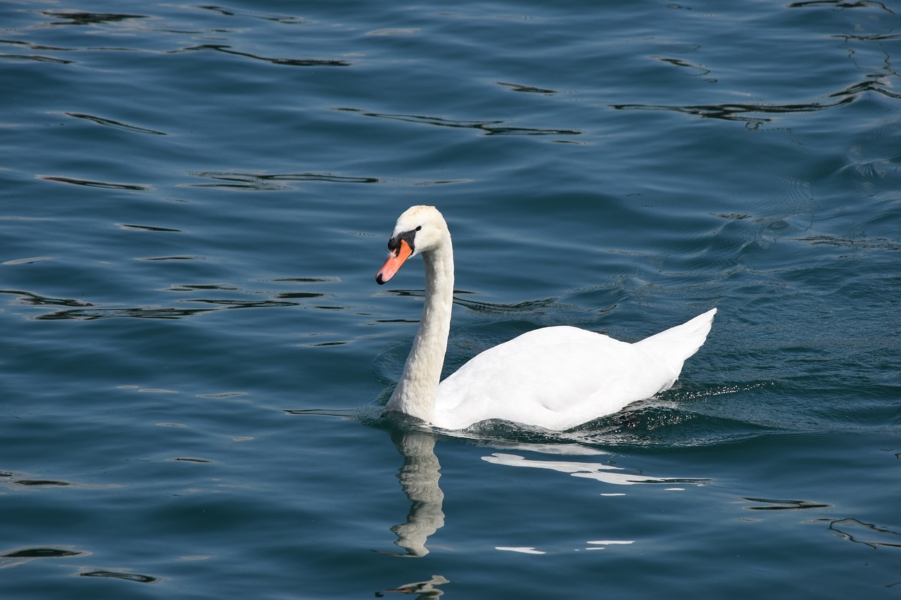 swan lake como free photo