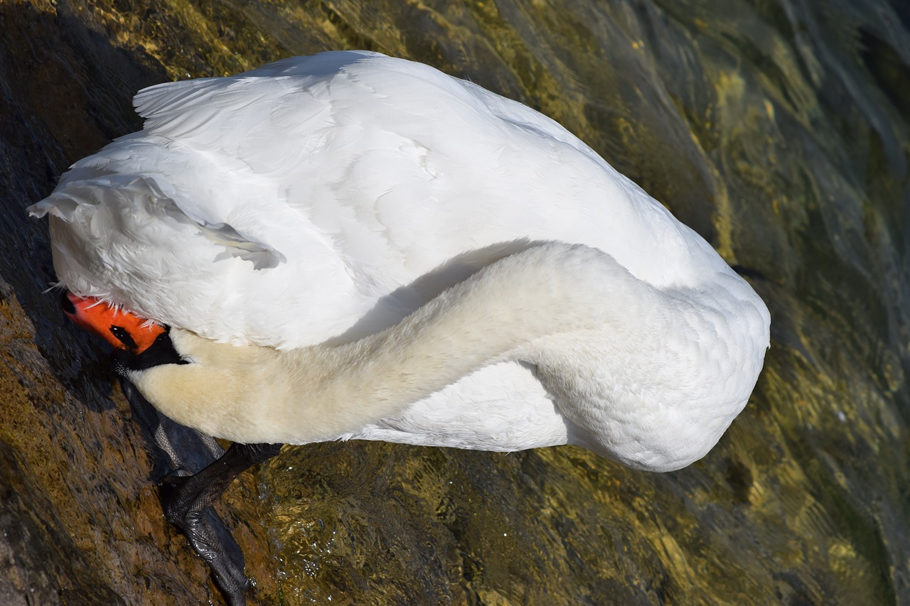 swan lake geneva free photo