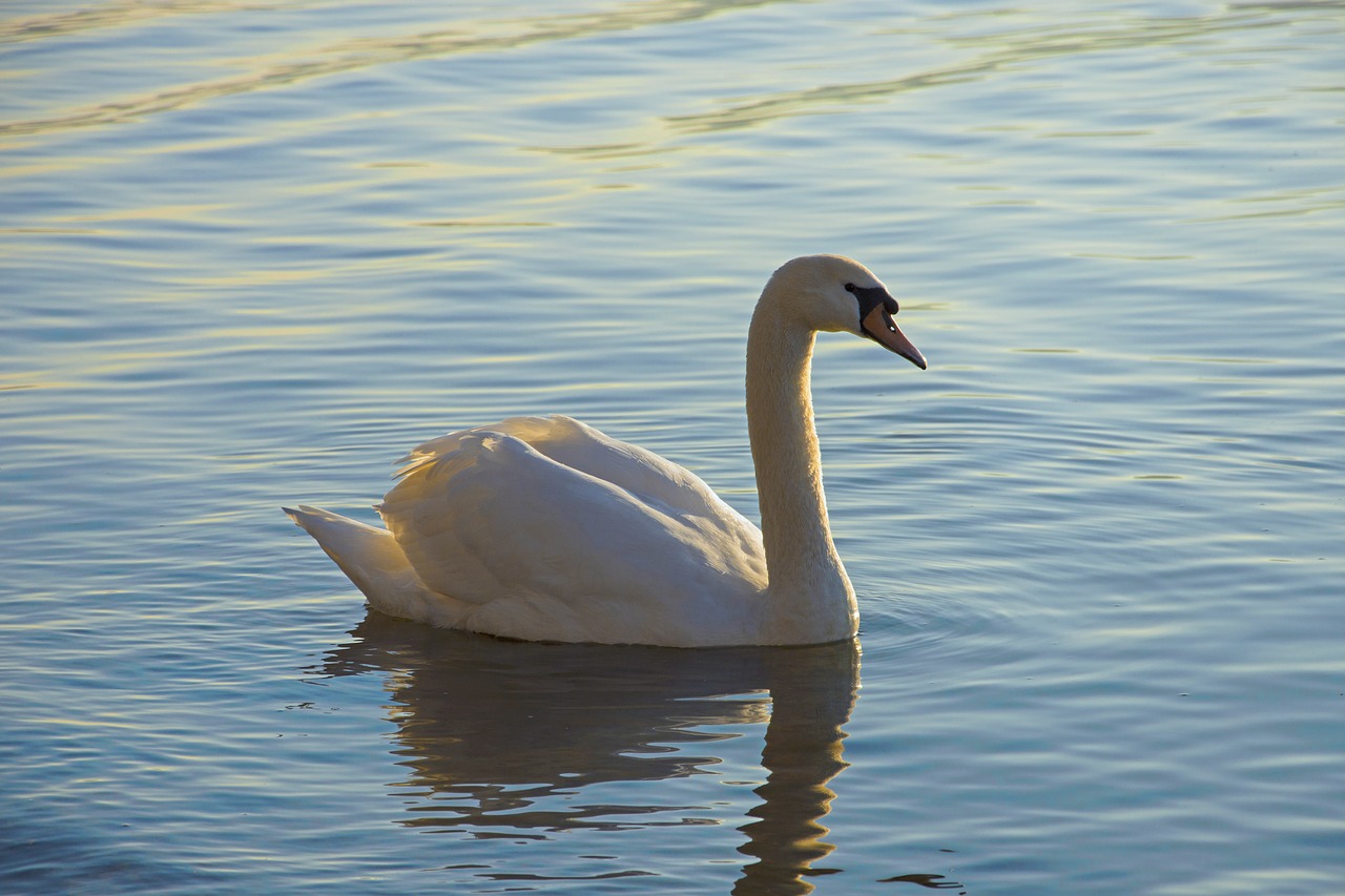 swan lake waterfowl free photo