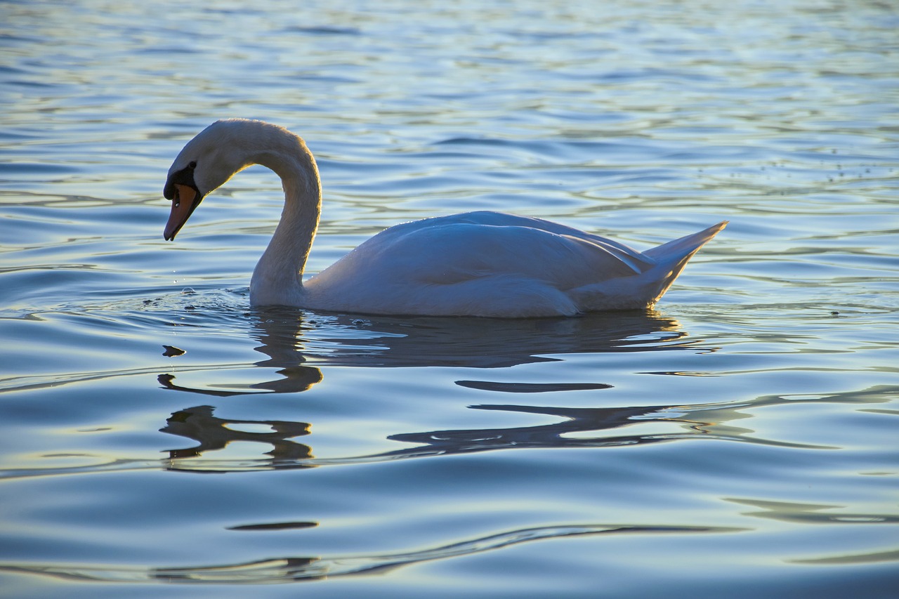 swan lake white swan free photo