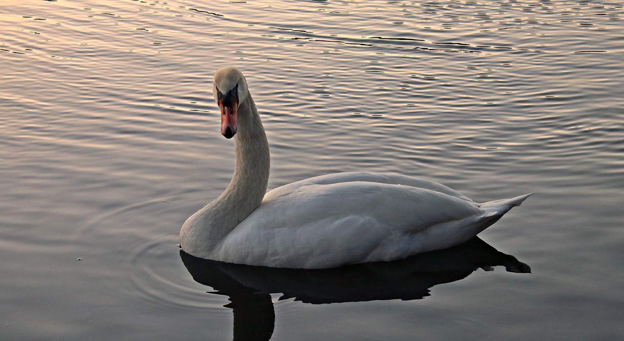 swan water white free photo