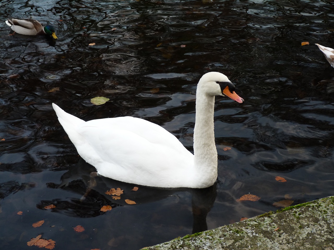 swan water bird free photo