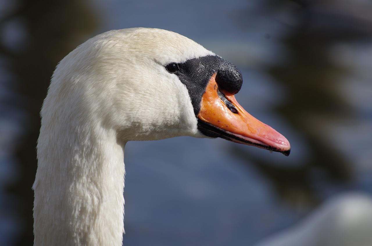 swan bird white free photo