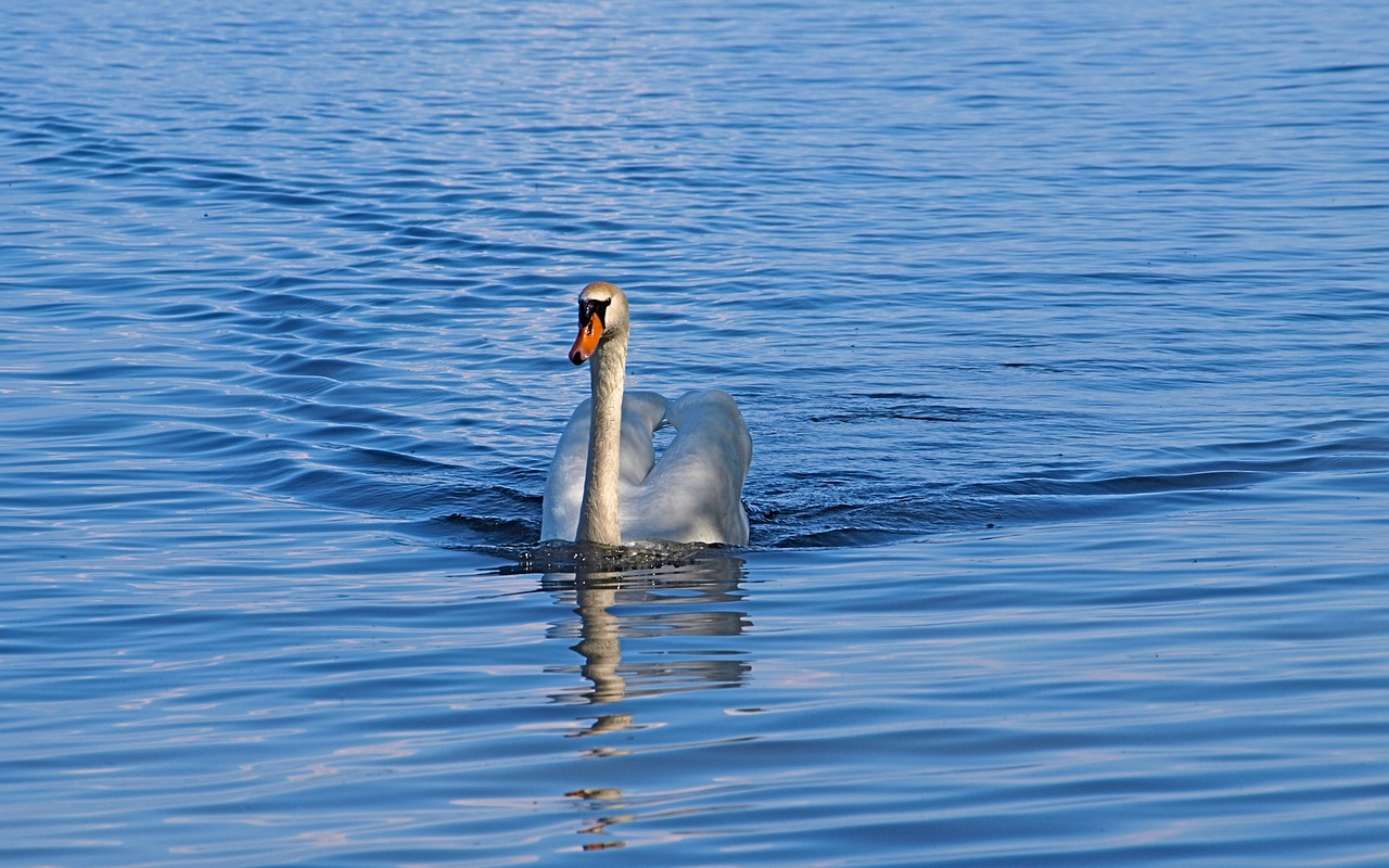 swan swim water free photo