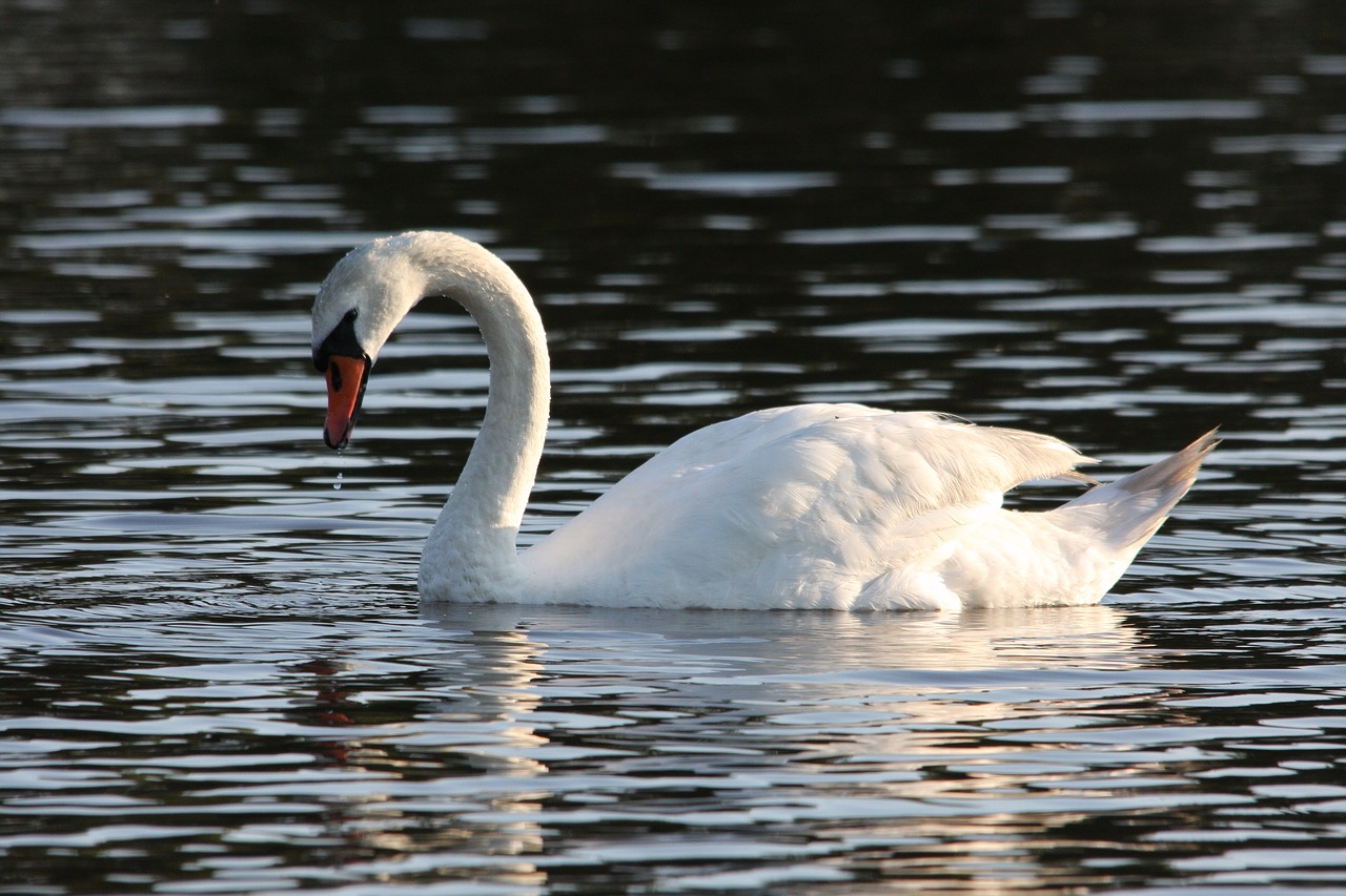 swan bird lake free photo