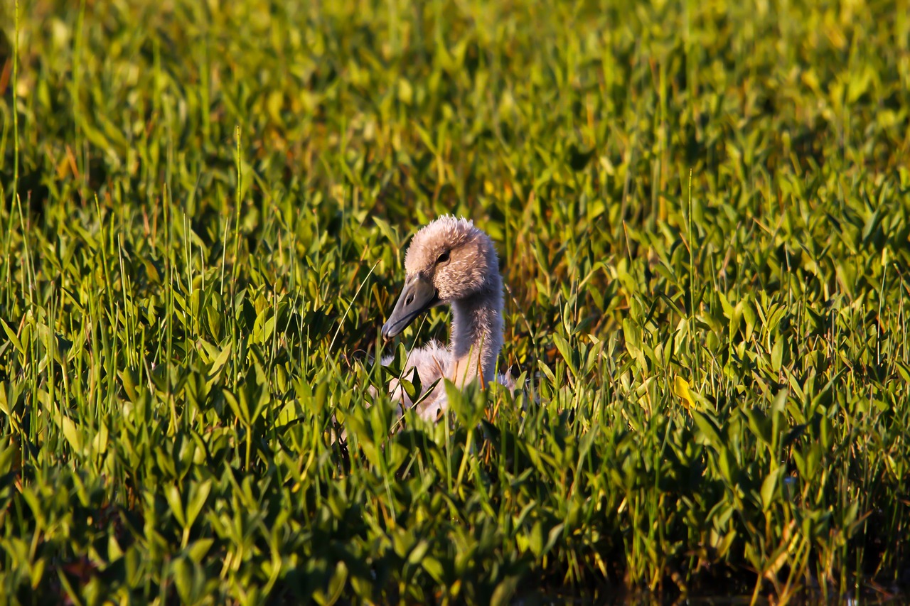 swan baby bird free photo