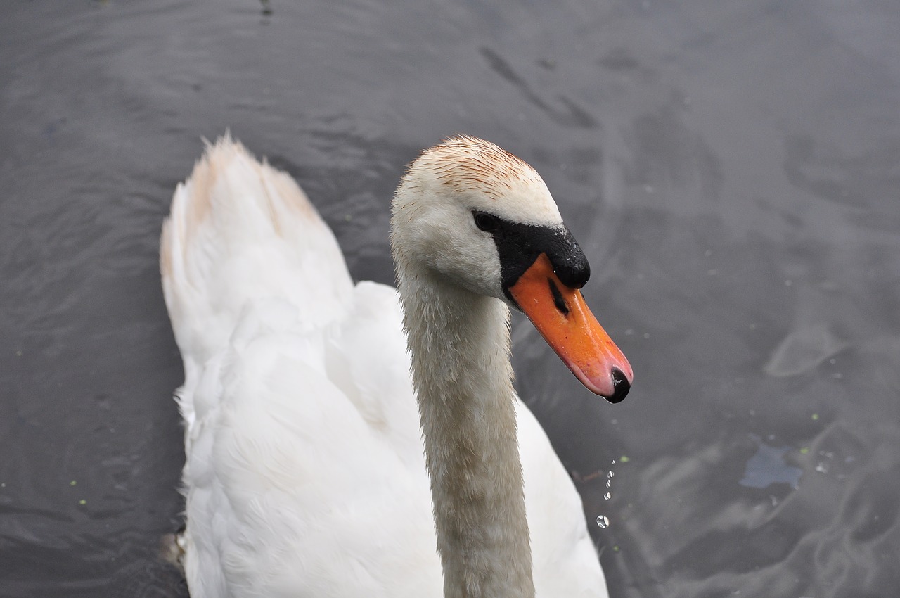 swan water bird free photo