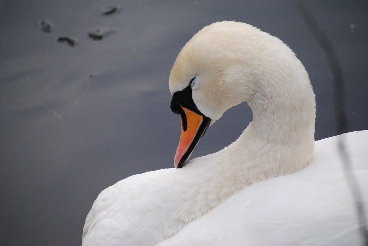 swan neck white free photo