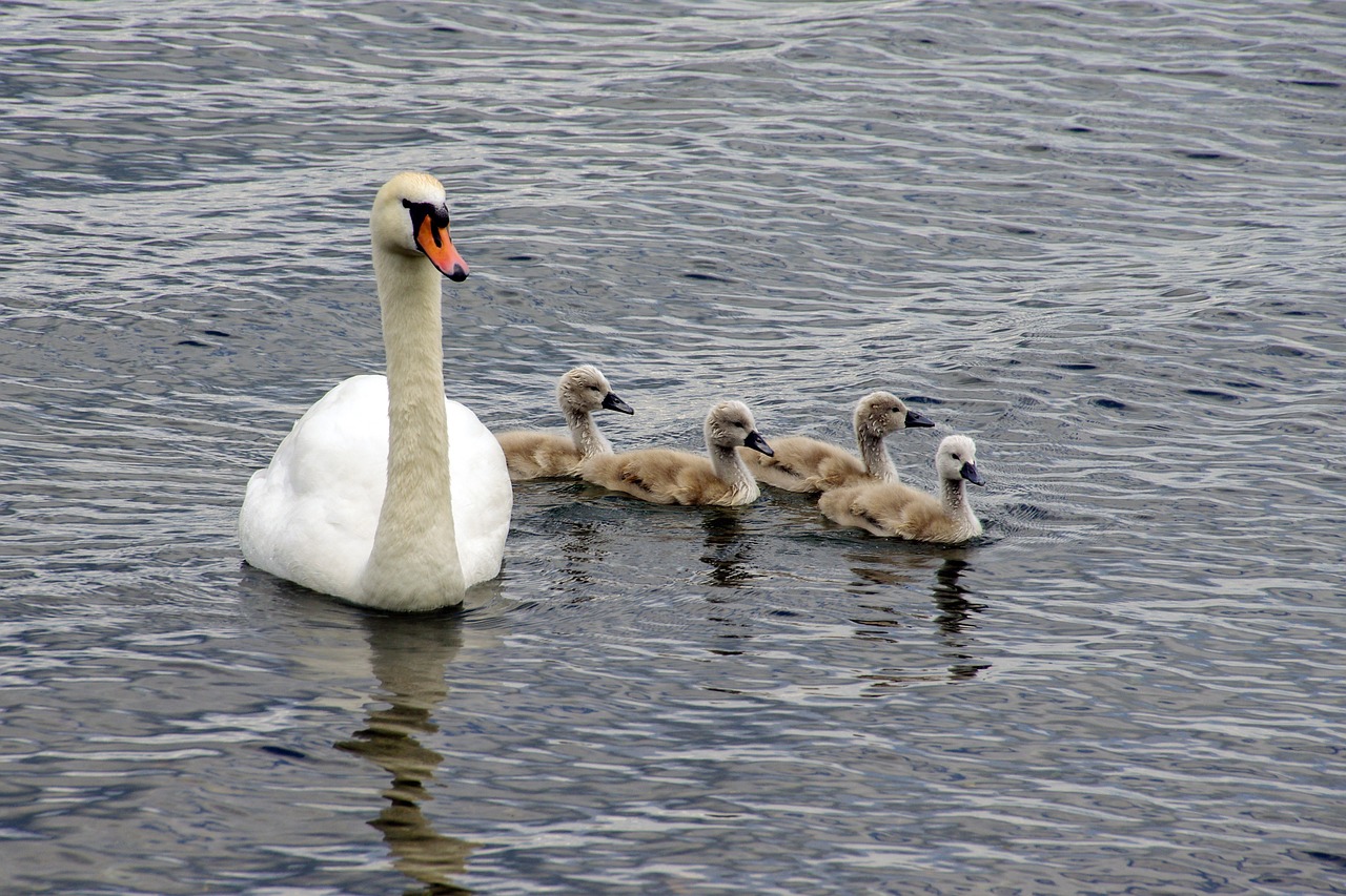 swan swans chicks free photo