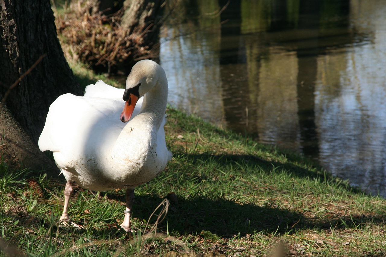 swan romance lake free photo