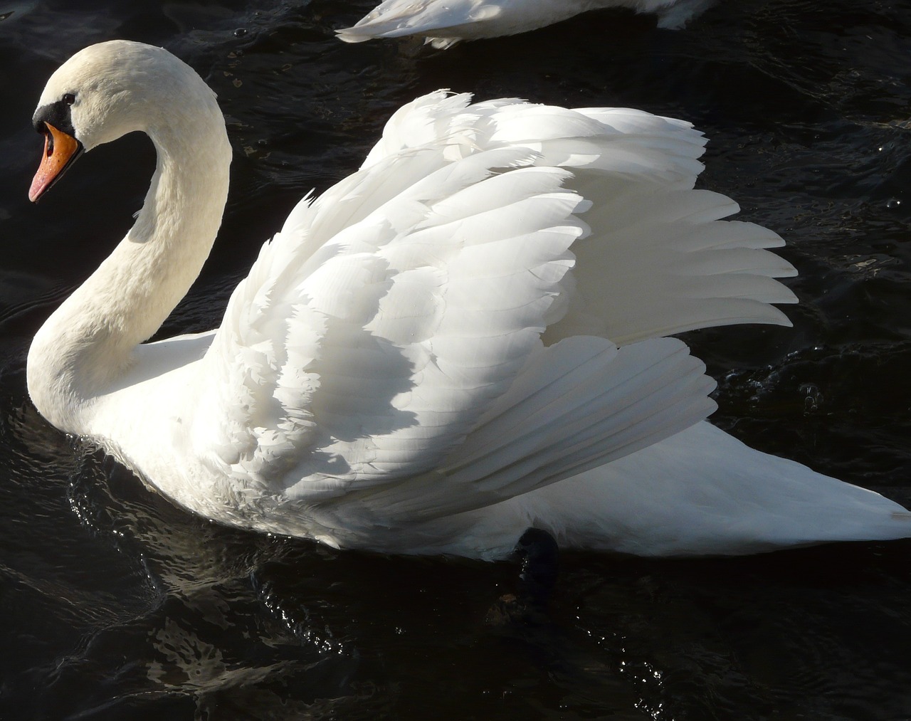swan lake floating free photo