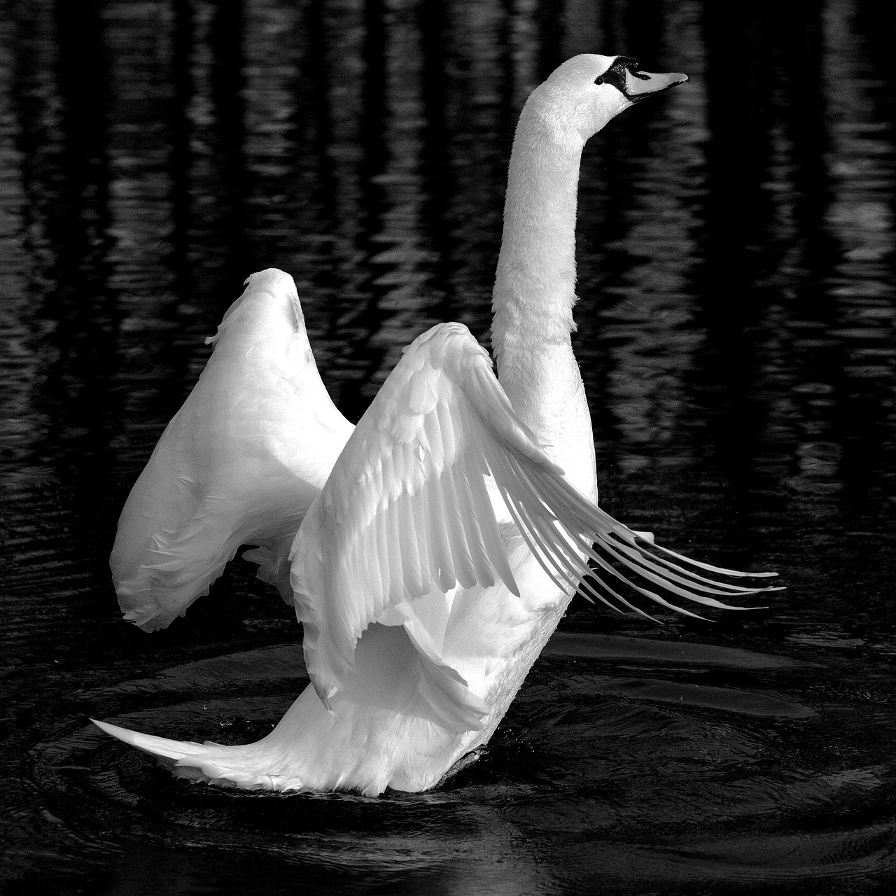 swan animal lake free photo