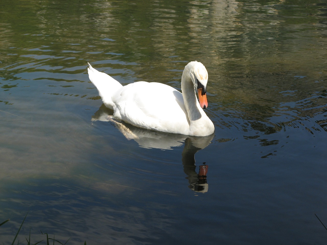 swan yonne france free photo