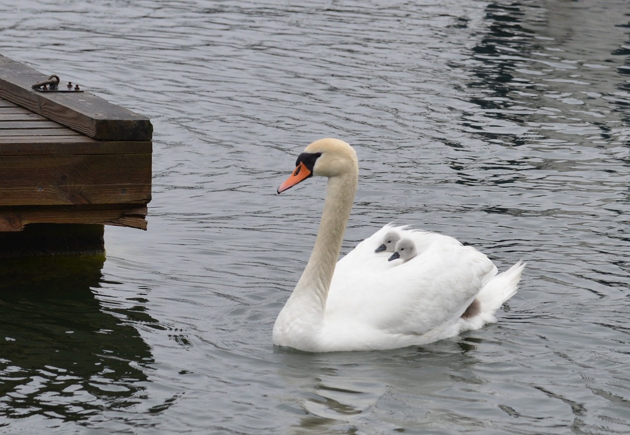 swan mothers love bird free photo