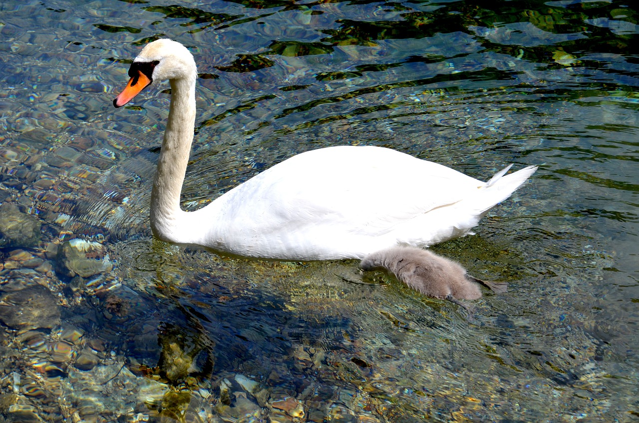 swan water animal free photo