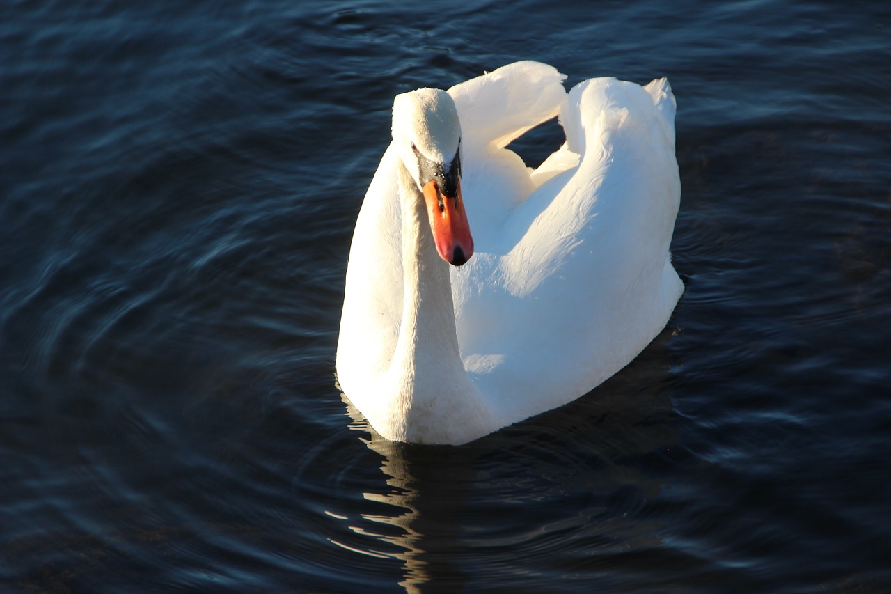 swan males balz free photo