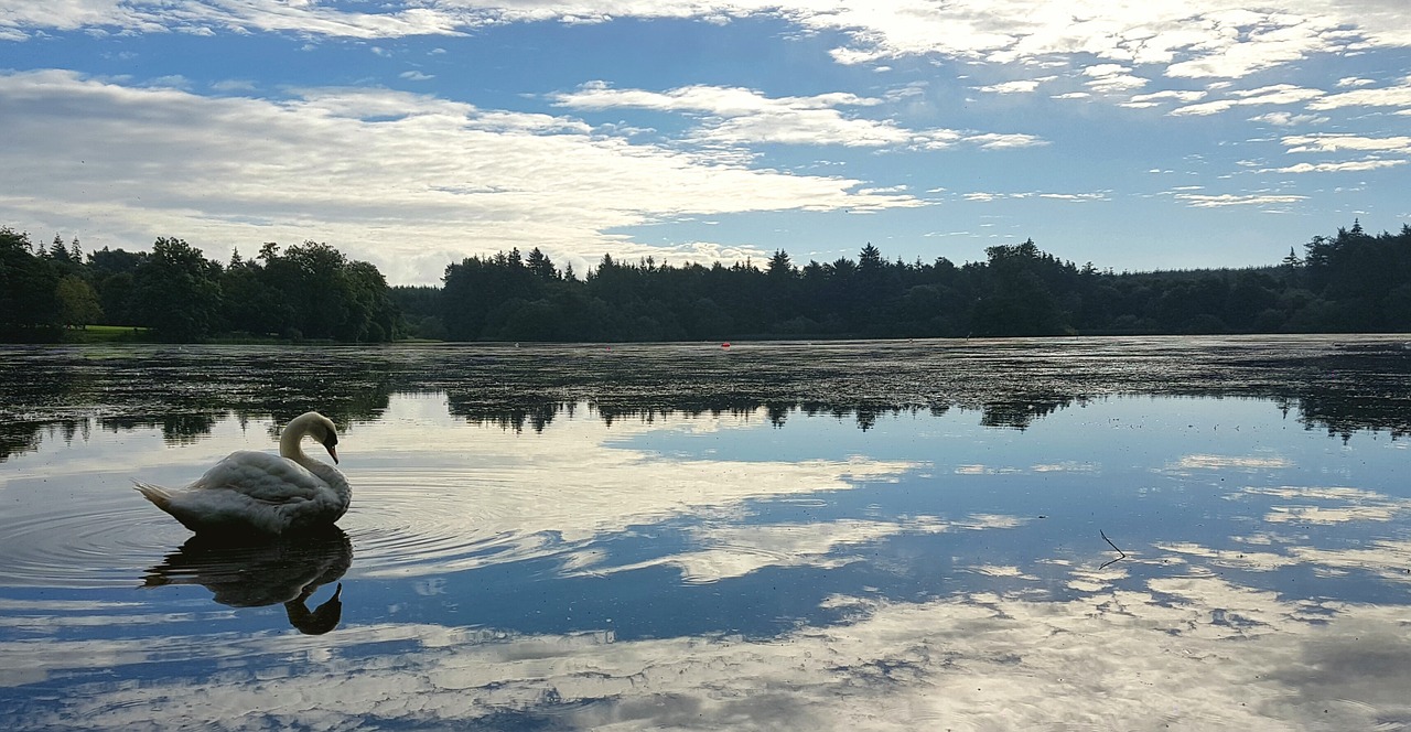 swan lake ireland free photo