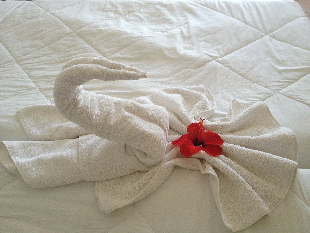 swan towel flower free photo