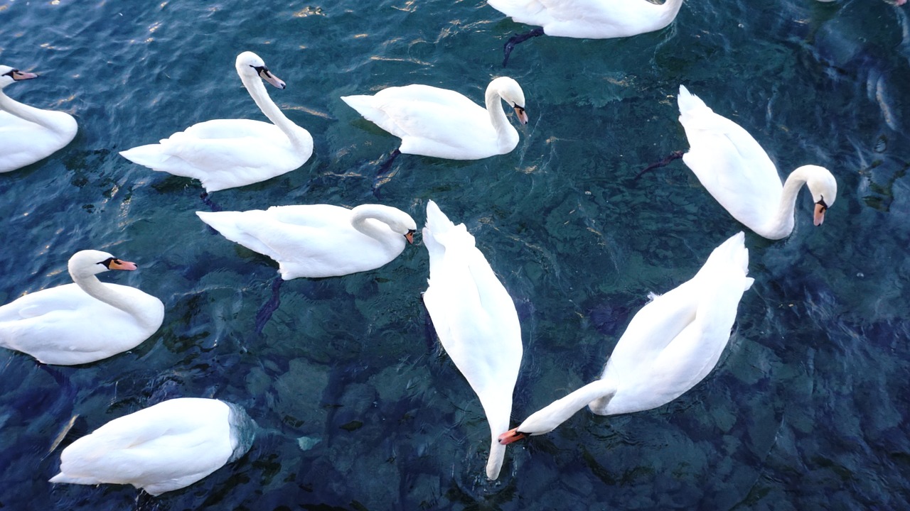 swan switzerland river free photo