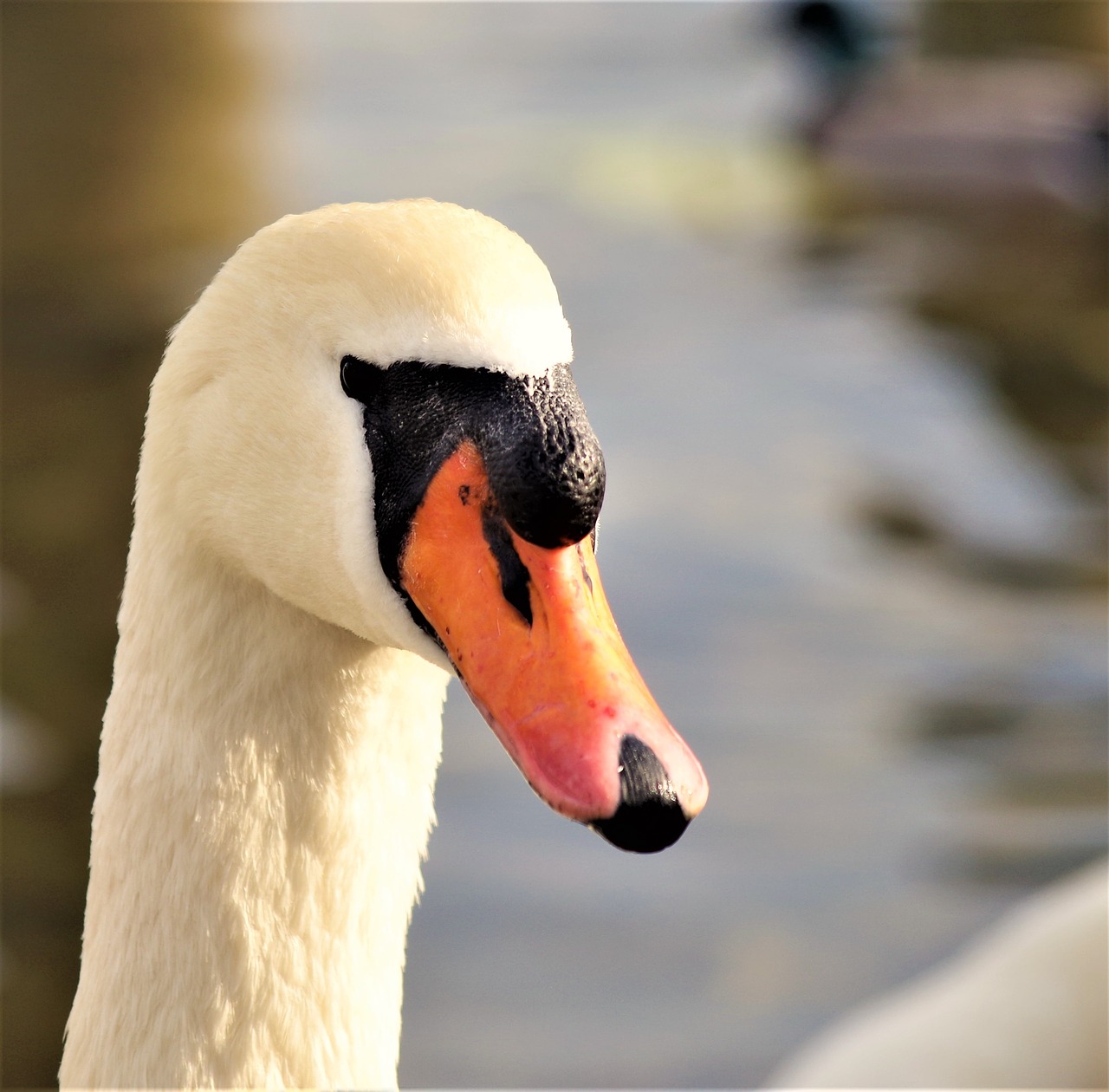 swan bird feather free photo