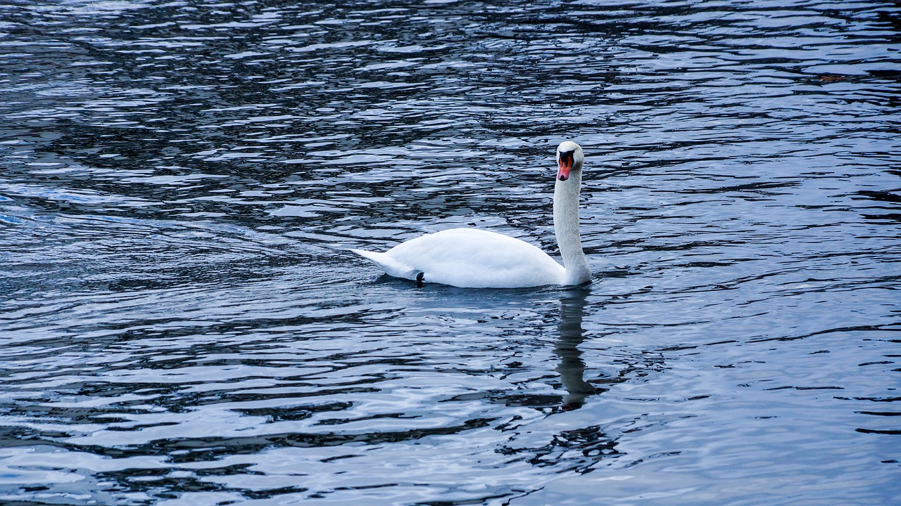 swan lake sea free photo