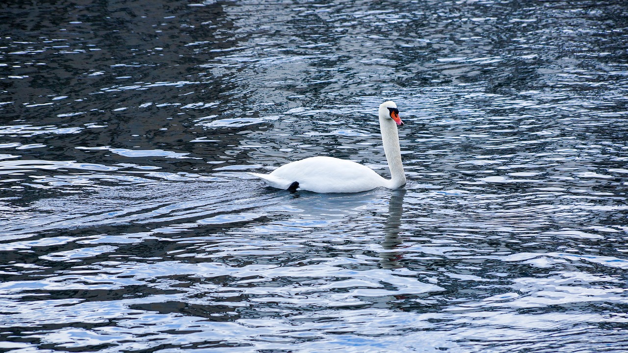 swan lake sea free photo
