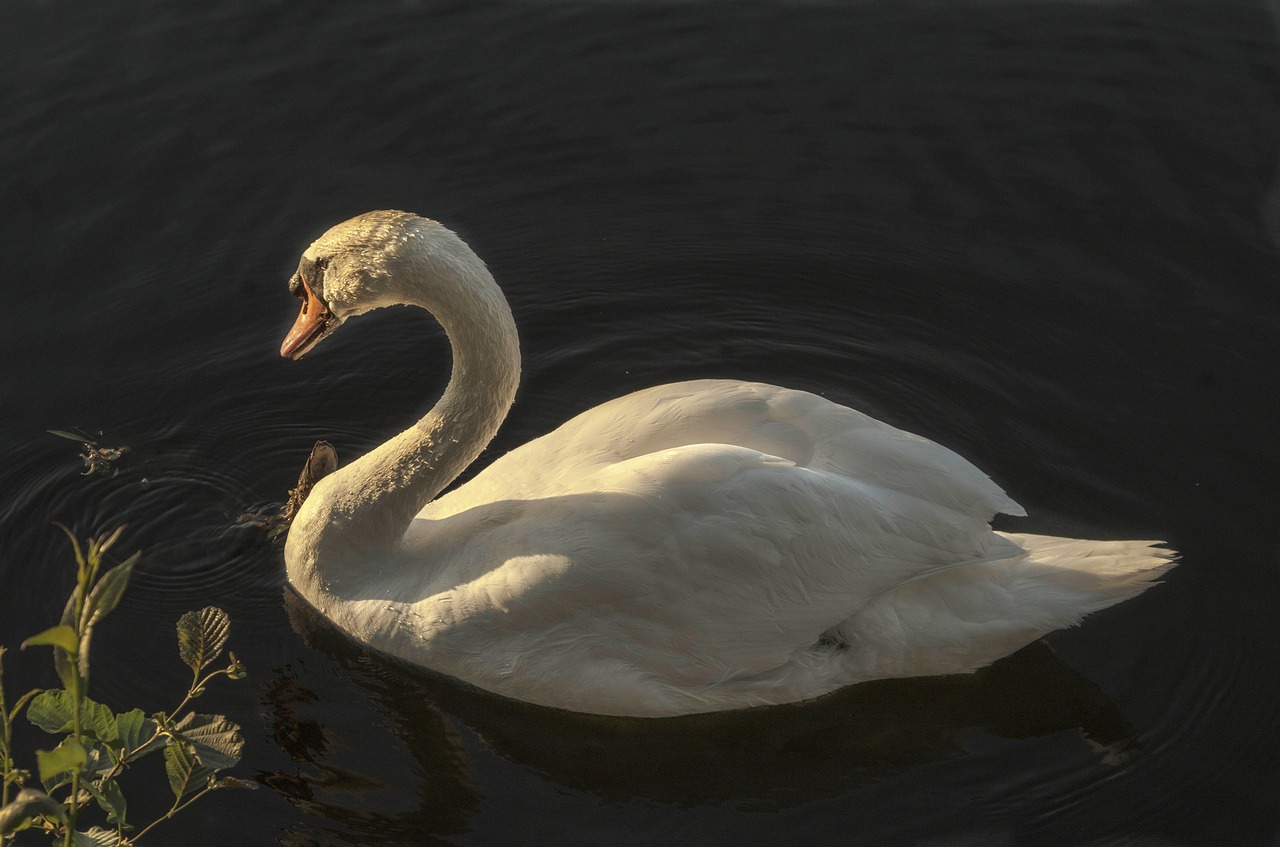 swan calm water free photo