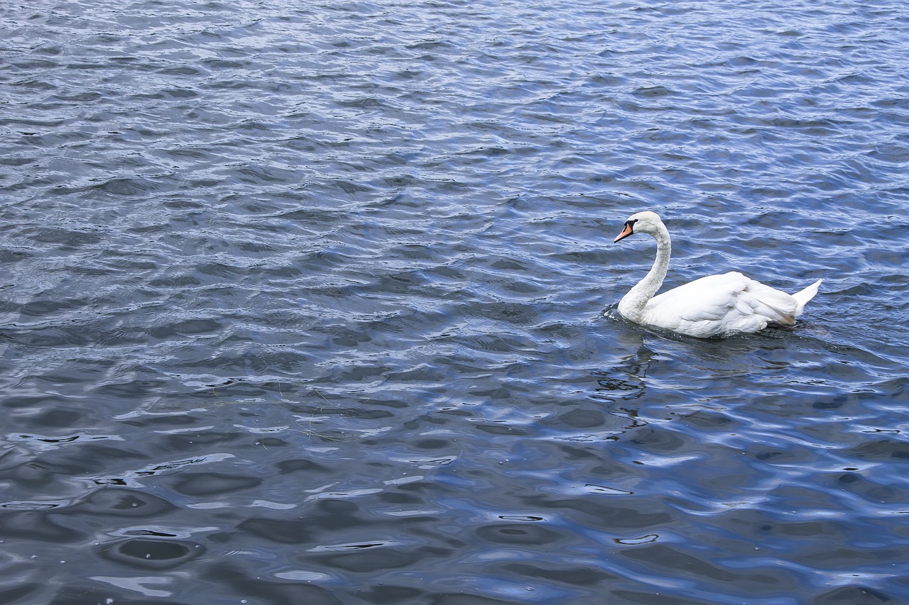 swan white water free photo