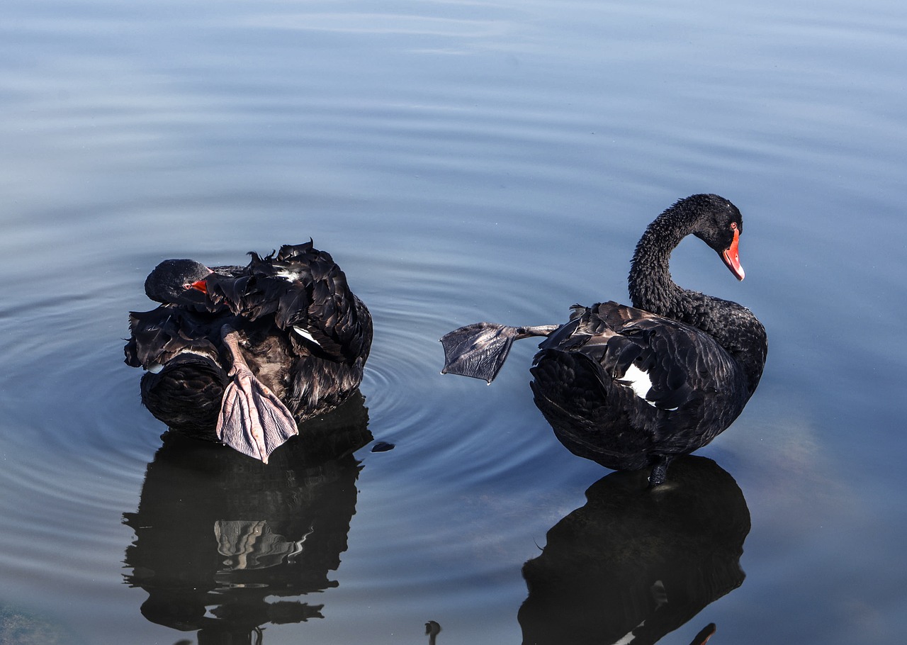 swan lake black swan free photo