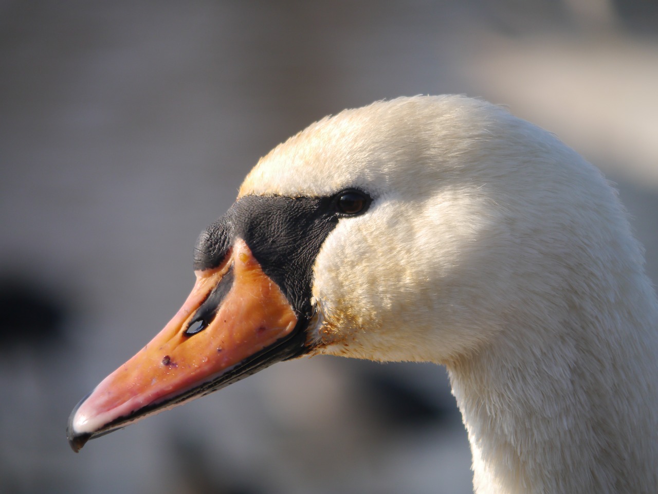 swan bird nature free photo