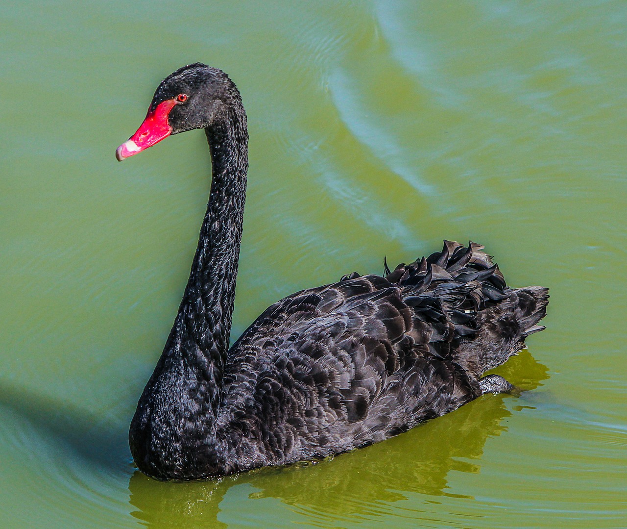 swan bird black swan free photo