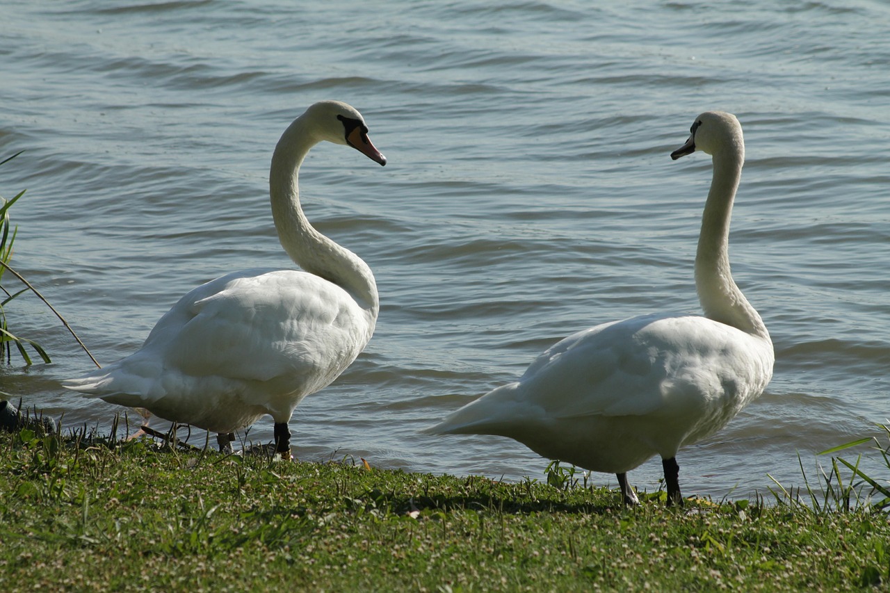 swan birds nature free photo