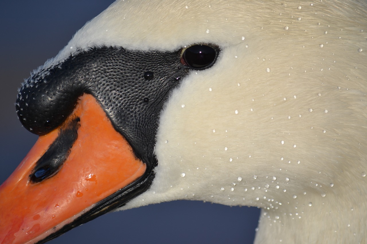 swan animal baltic sea free photo