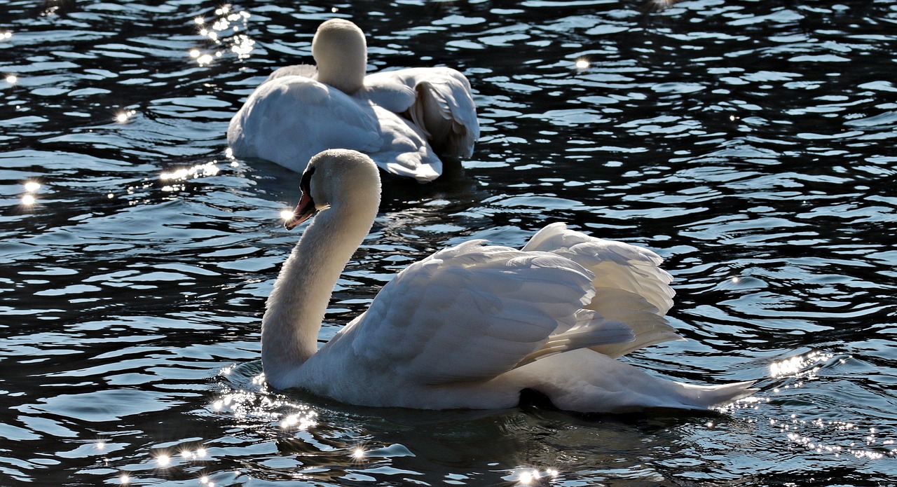 swan swans water bird free photo