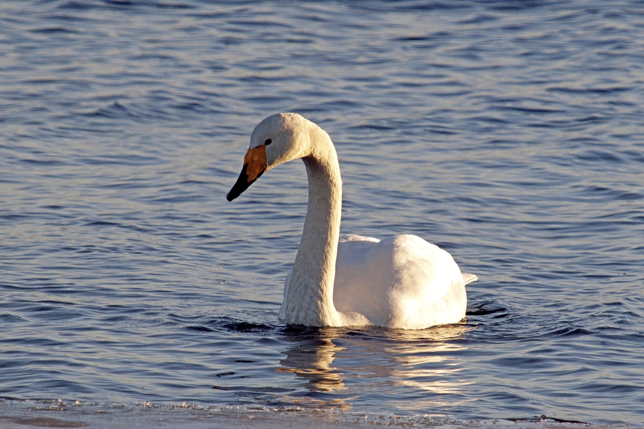 swan spring lake free photo