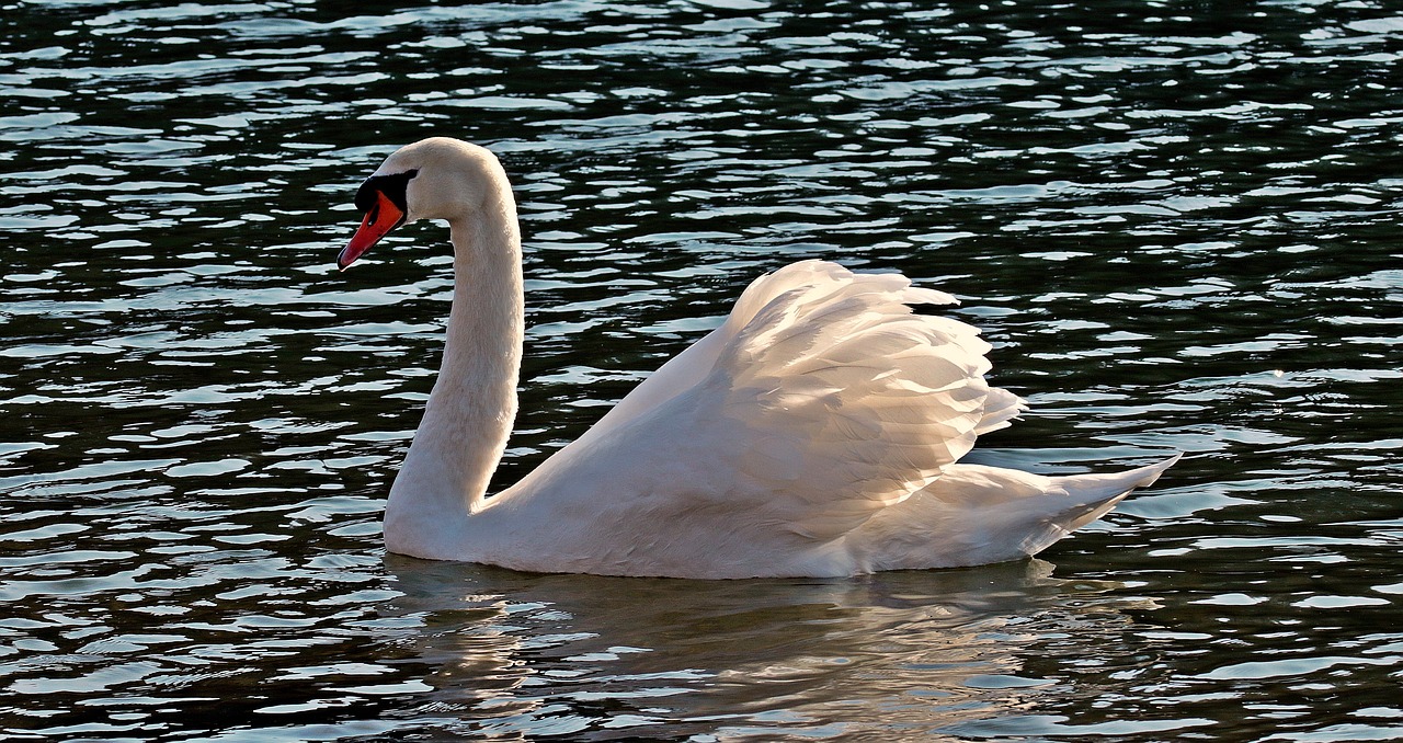 swan water white free photo