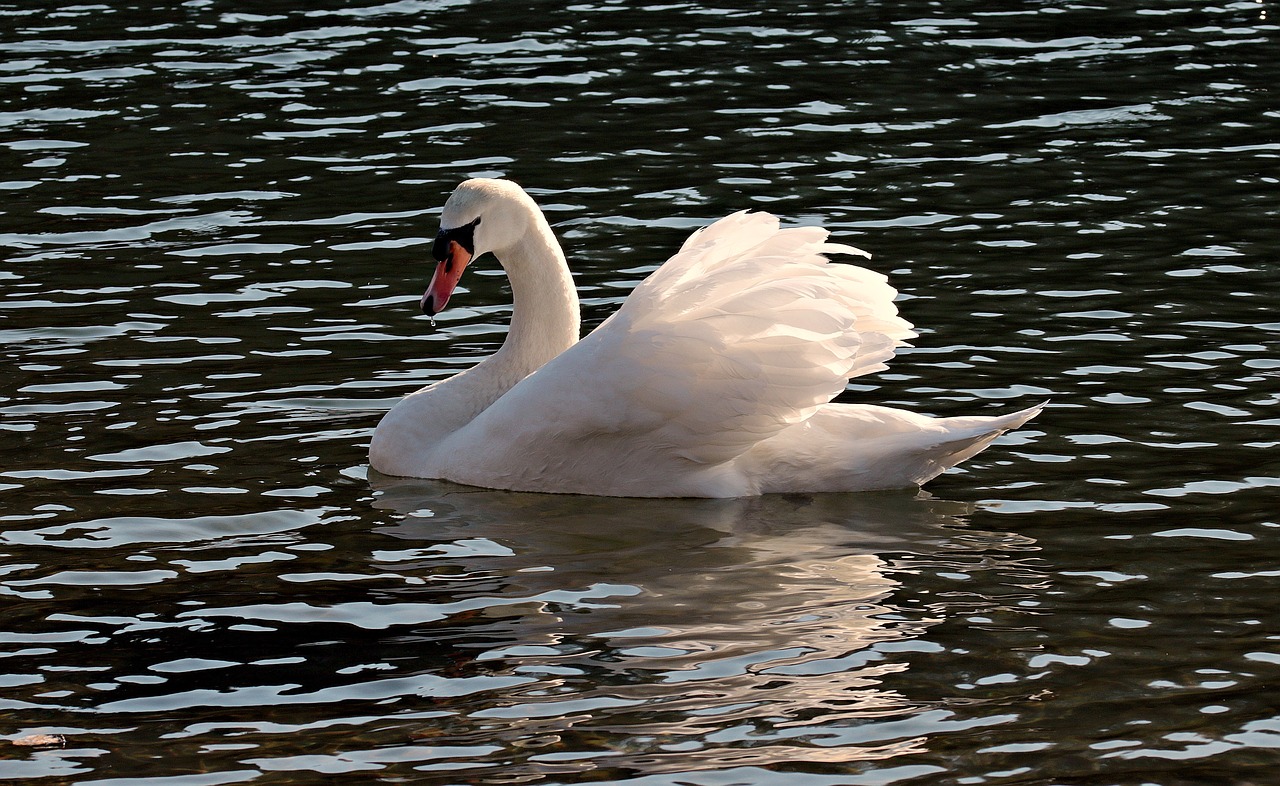 swan water white free photo