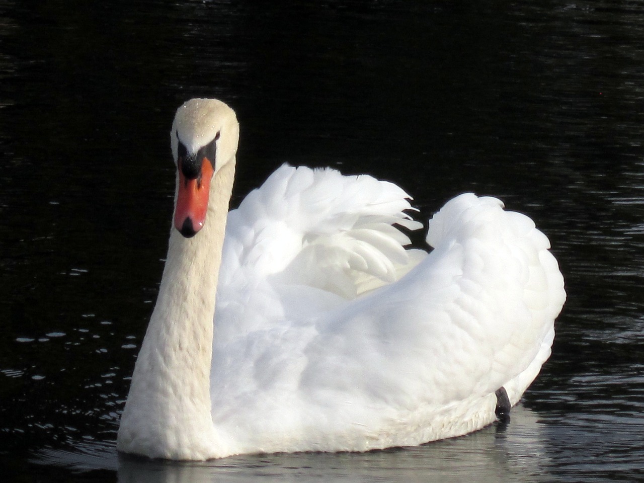 swan swans water free photo