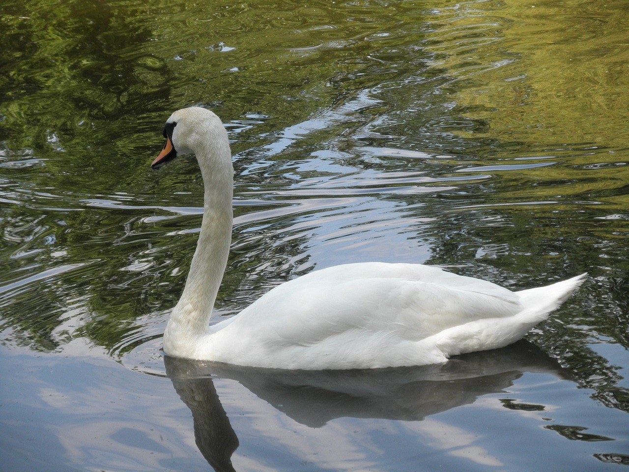 swan pond water free photo