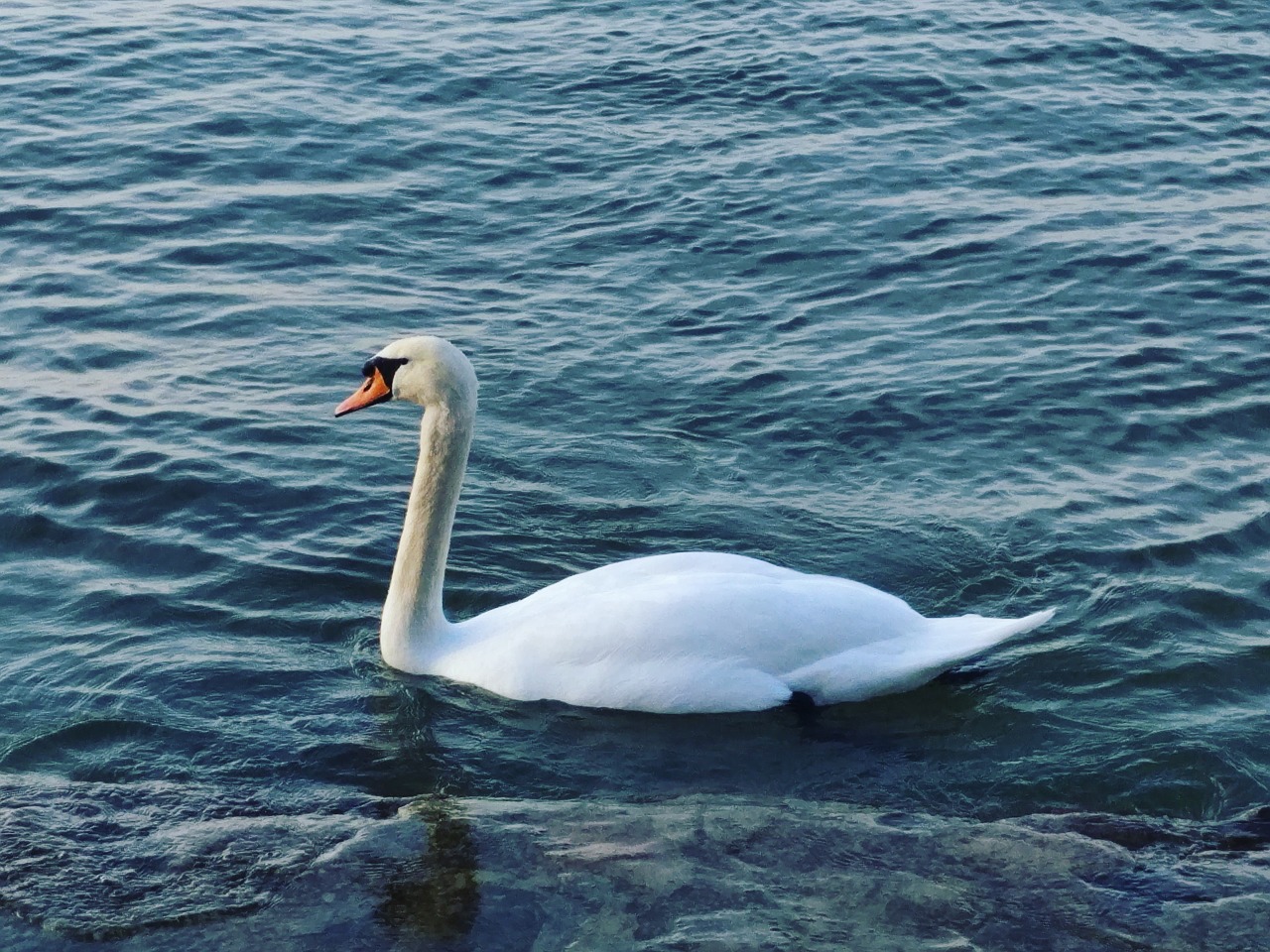 swan lake balaton water free photo