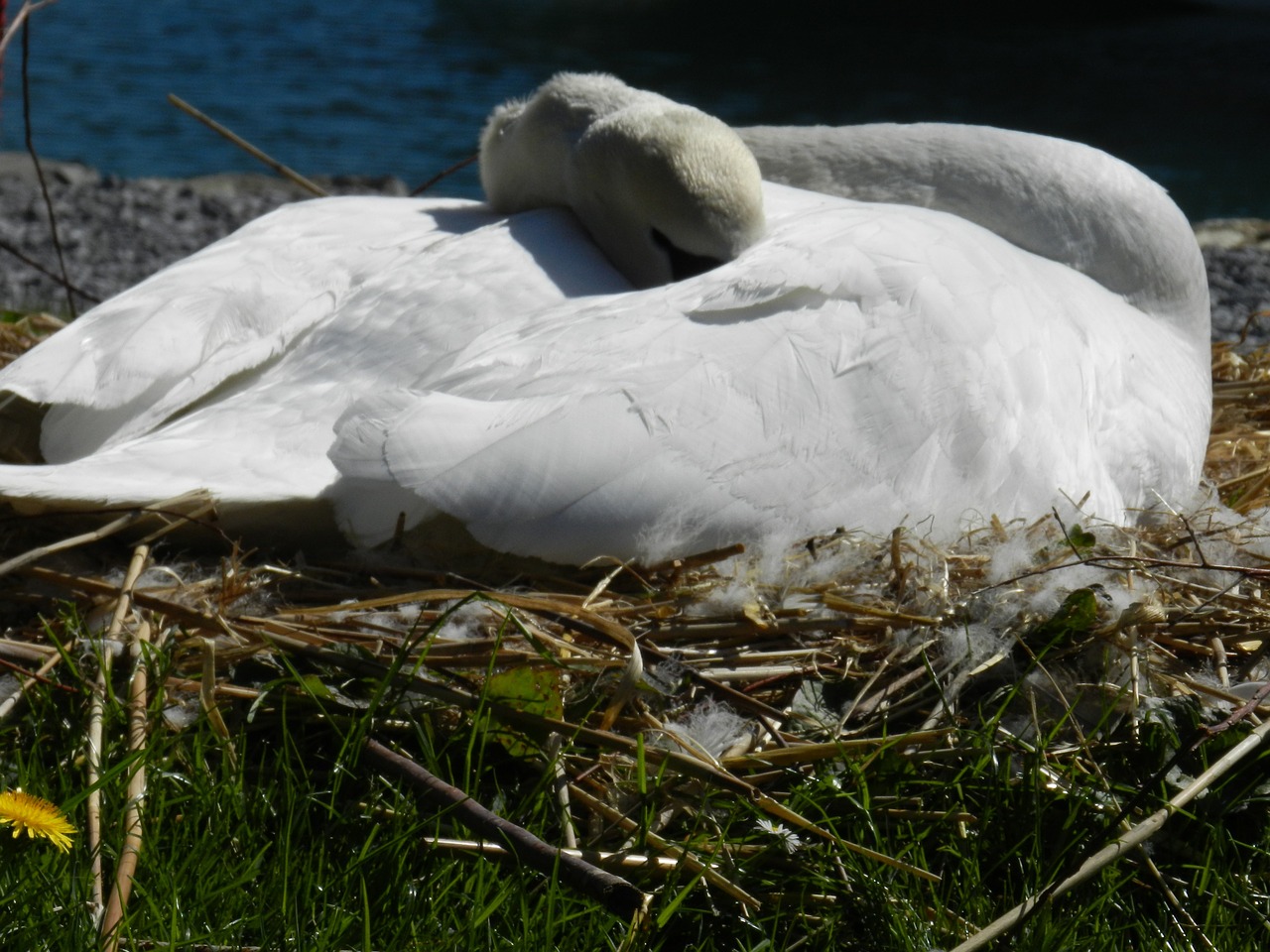 swan sheltering spring free photo