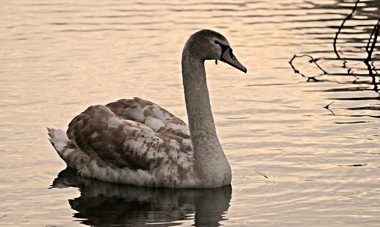 swan water white free photo