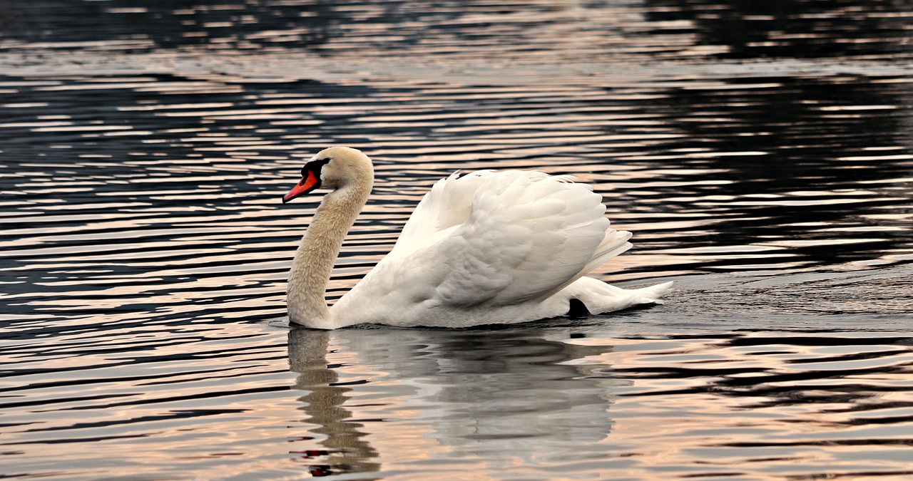 swan water white free photo