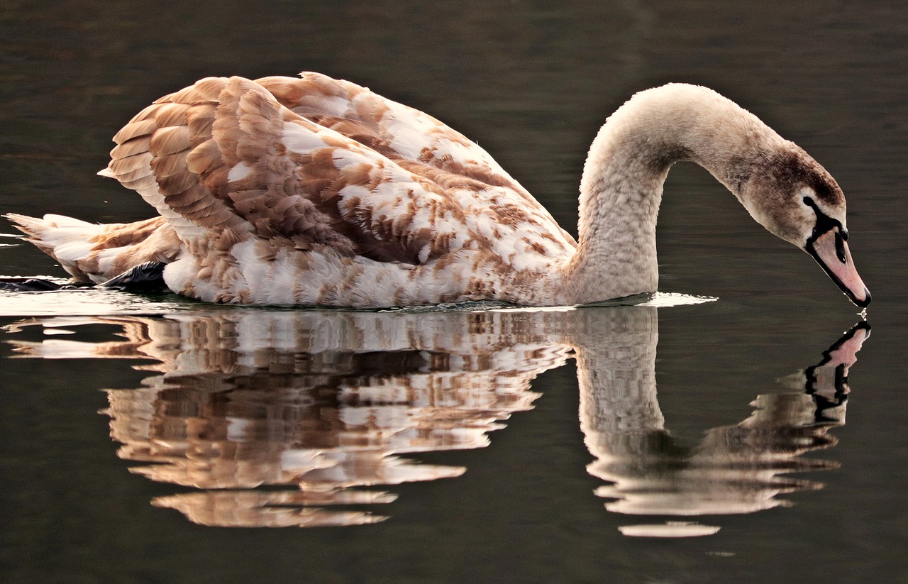 swan water white free photo