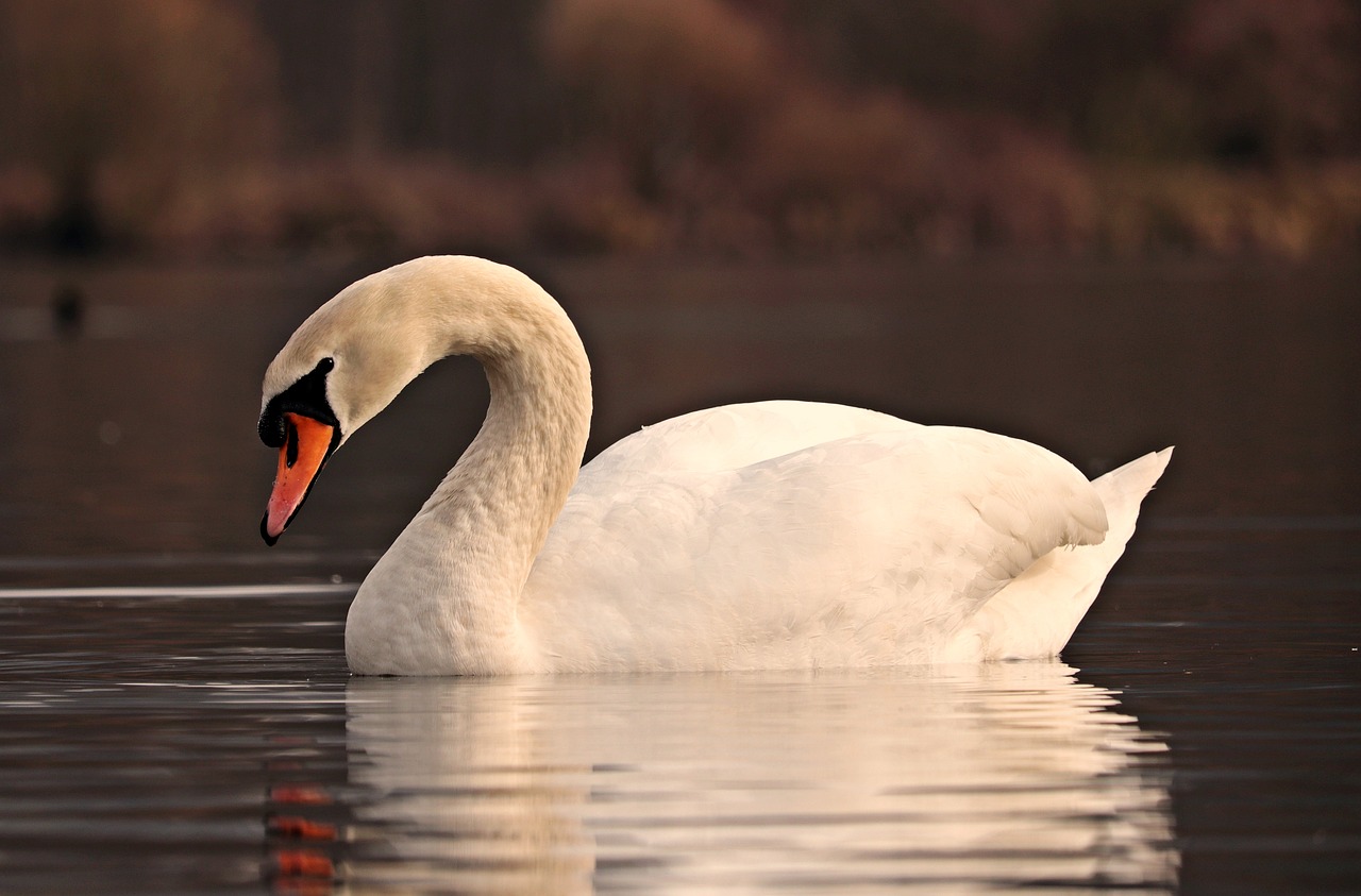 swan water white free photo